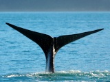 Kaikoura – základna pro pozorování velryb