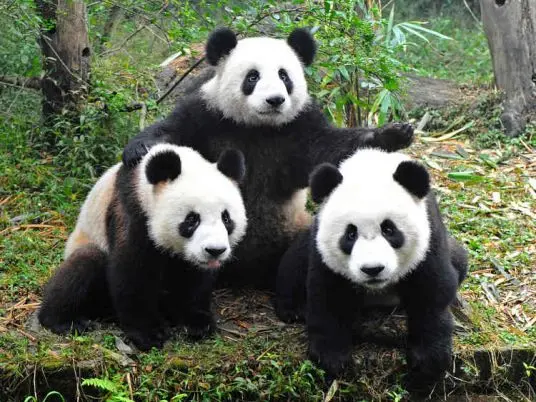 Chengdu – kde pandy dávají dobrou noc