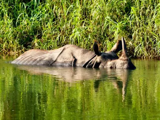 Národní park Chitwan – tváří v tvář nosorožcům