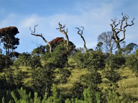 Na Konec světa do Národního parku Horton Plains