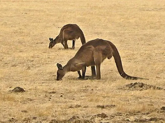 Za klokany na Kangaroo Island