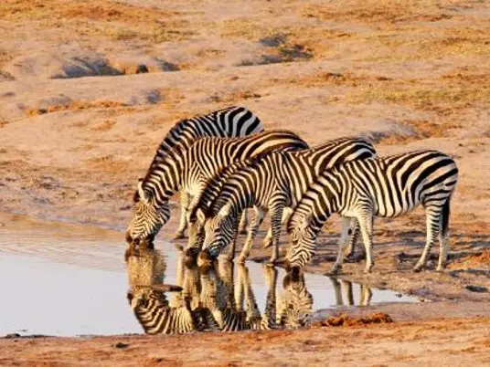 Národní park Hwange