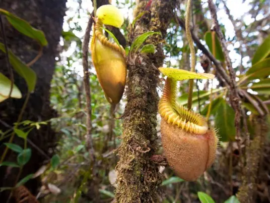 Národní park Kinabalu - za obřími smradlavými kytkami